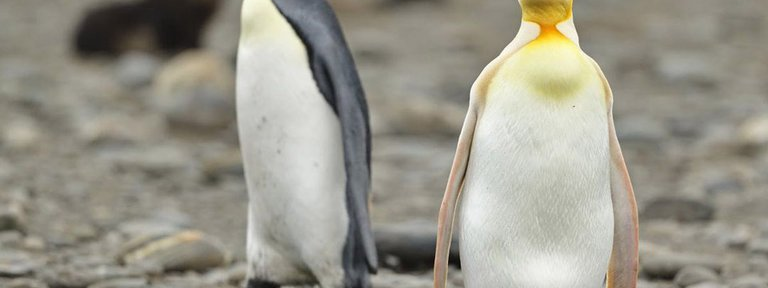 Un fotógrafo logró capturar por primera vez a un pingüino amarillo