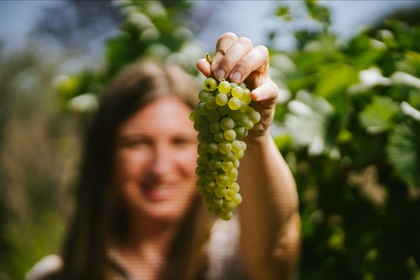 Día Internacional del Chardonnay: ¿Por qué es la “reina de las blancas”? 