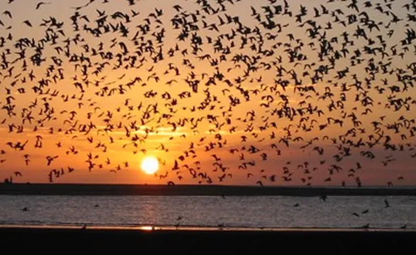 El paraíso oculto en la costa bonaerense donde miles de aves migratorias hacen su parada: te va a enamorar