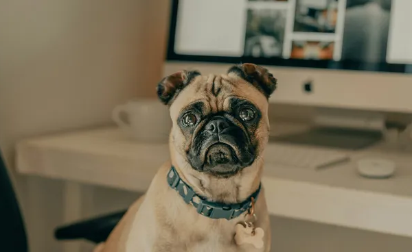 Estas son las dos celebridades que clonaron a sus mascotas