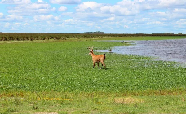 El espectacular parque nacional que está a 1 hora de CABA con preciosos senderos para avistar aves y ciervos de pantano