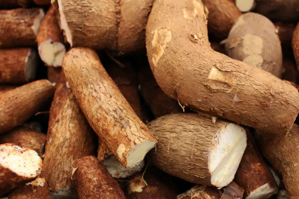 Un Argentino en la Triple Frontera: La mandioca, un alimento en crecimiento