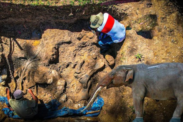 Desentierran en Perú los restos fósiles de tres mastodontes de hace 11.000 años