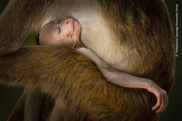 Las mejores escenas de la naturaleza en su estado salvaje en este 2024