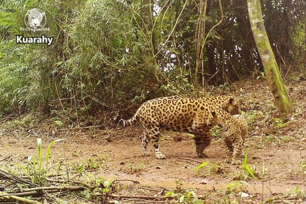 Un Argentino en la Triple Frontera: La Selva Misionera ganó un nuevo ejemplar de yaguareté