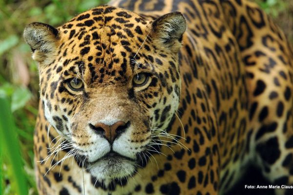 Un Argentino en la Triple Frontera: el yaguareté, la onza pintada